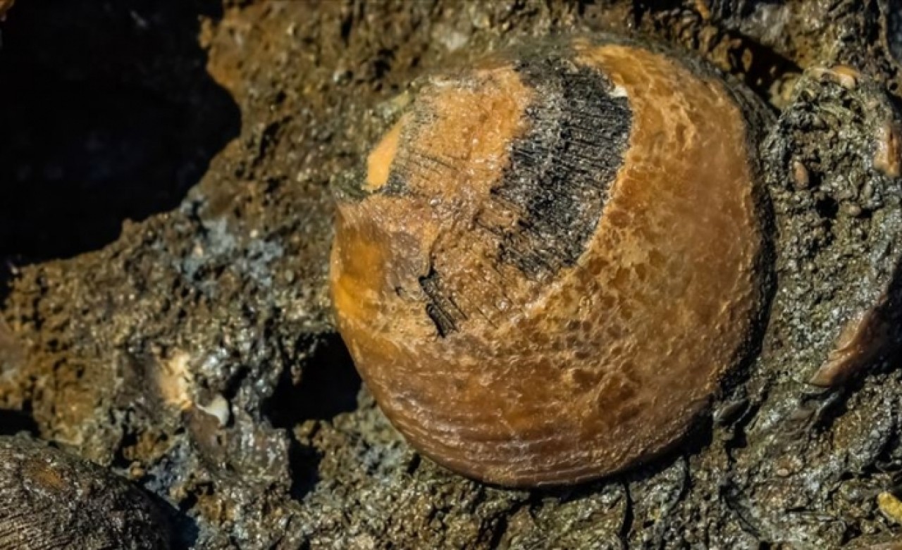 Kanada'da 70 milyon yıllık fosil bulundu