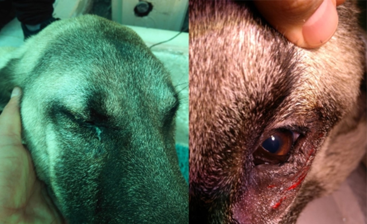 Kangal köpeğine göz ameliyatı