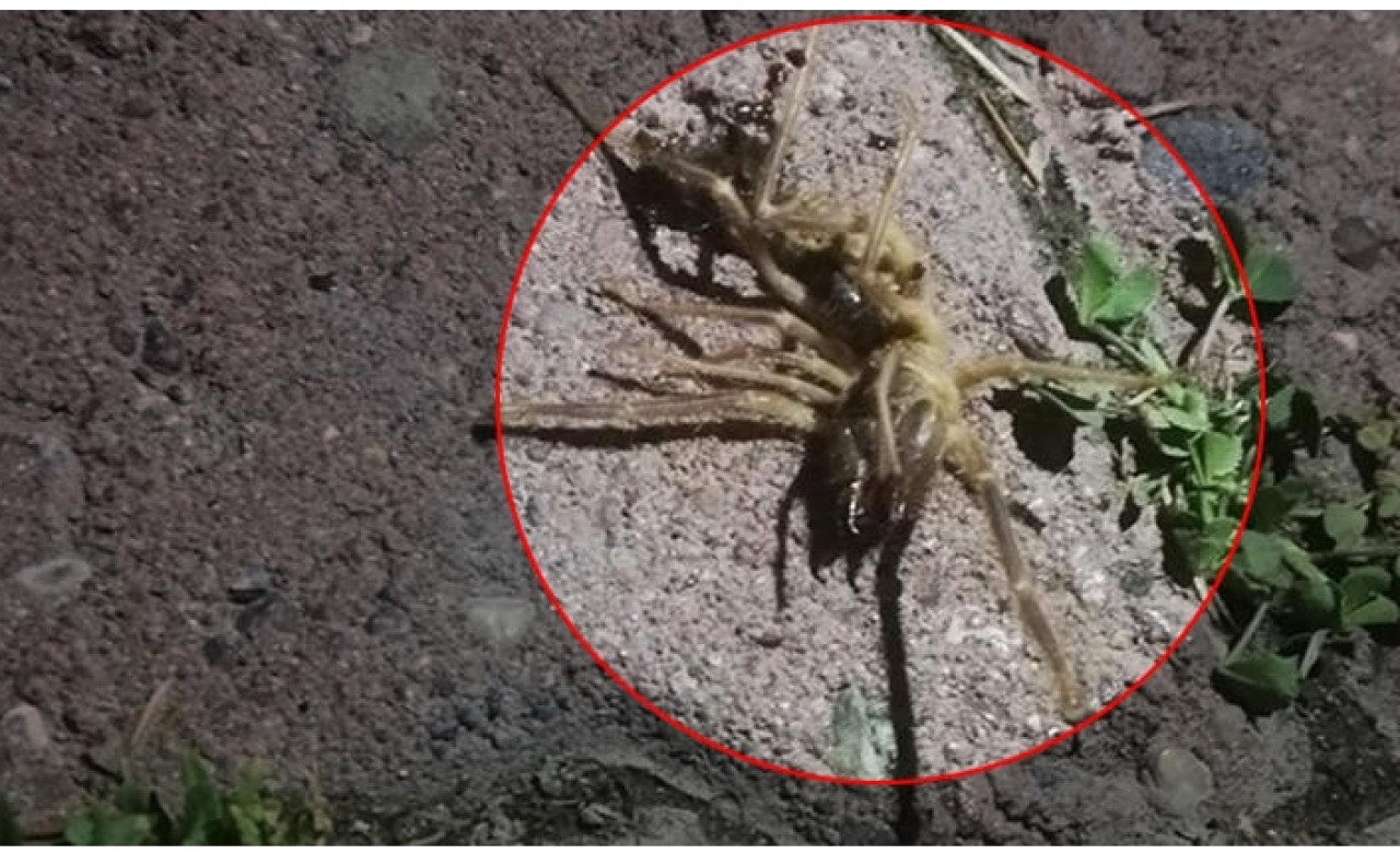 Kayseri'de 'sarıkız' paniği