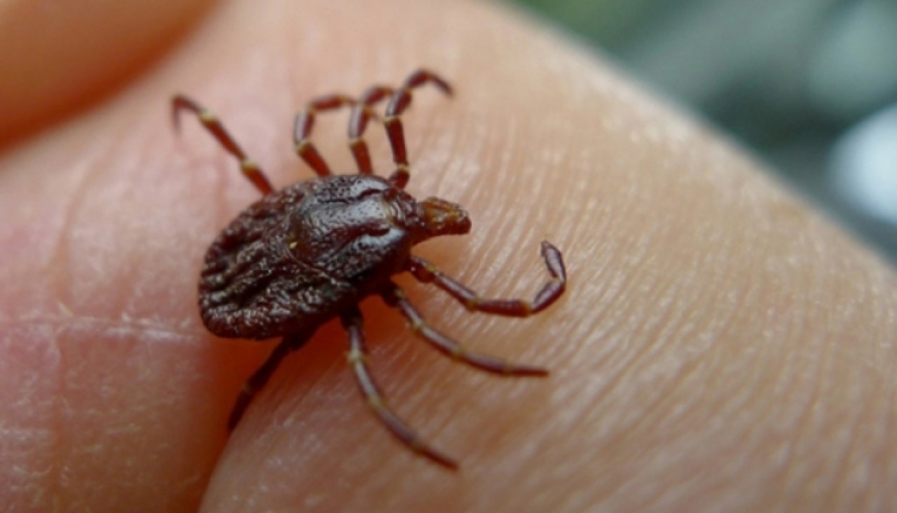 'Kene bir seferde çıkarılmalı'