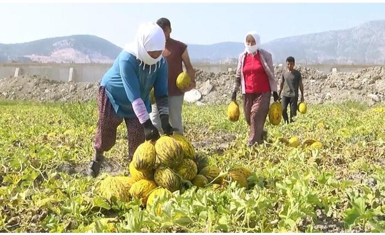 Kırkağaç kavununa "tescil" denetimi