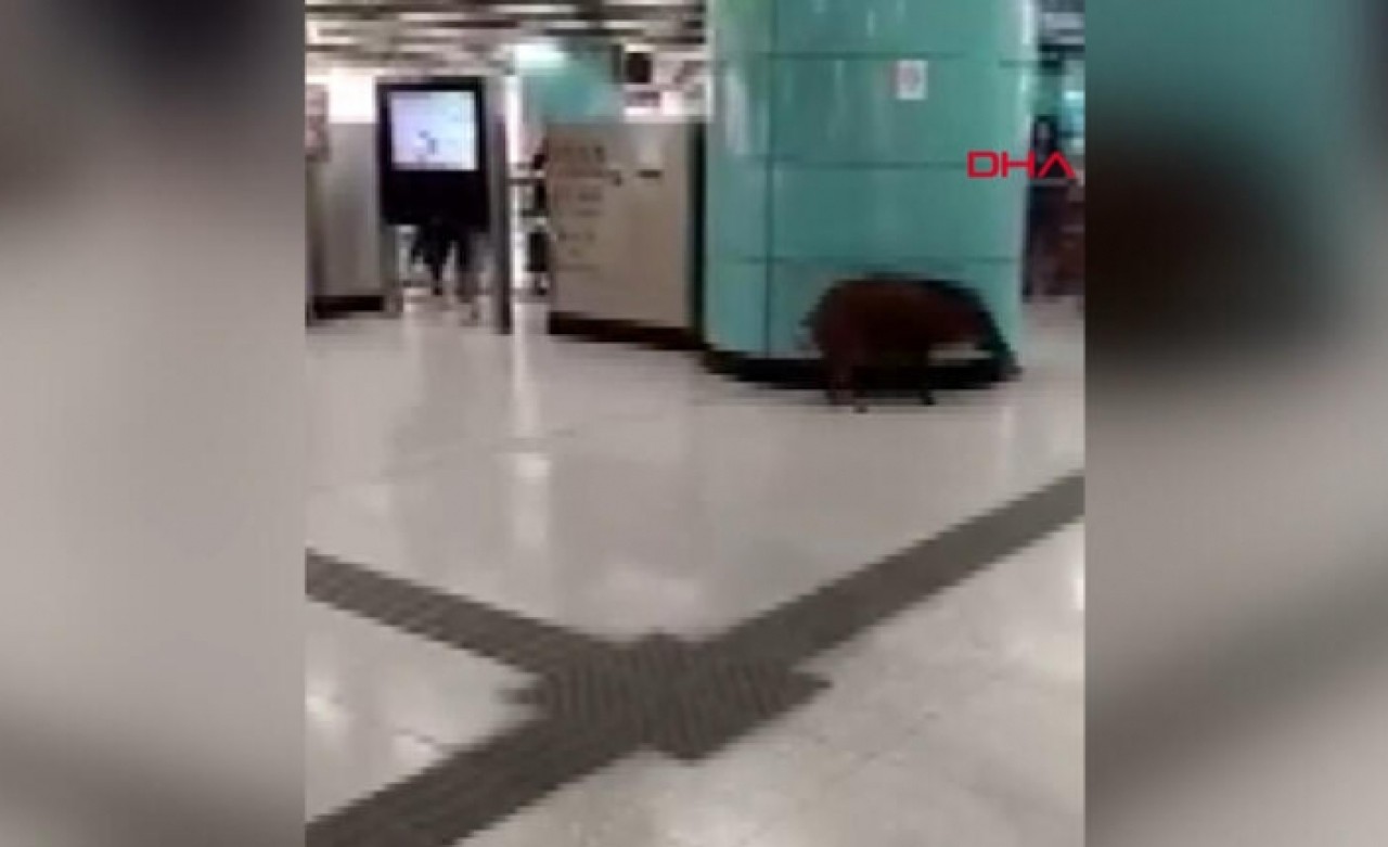 Metro istasyonuna giren domuz bir kişiyi yaraladı