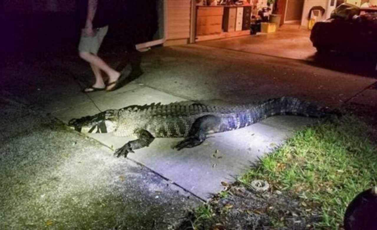 Mutfağa gittiğinde dev timsahla karşılaştı