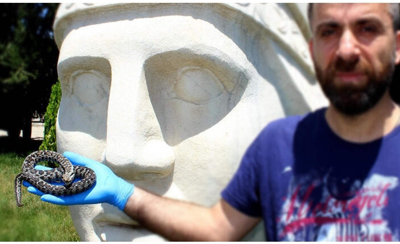 Nesli tehlikede olan yılan Nemrut Dağı’nda görüldü