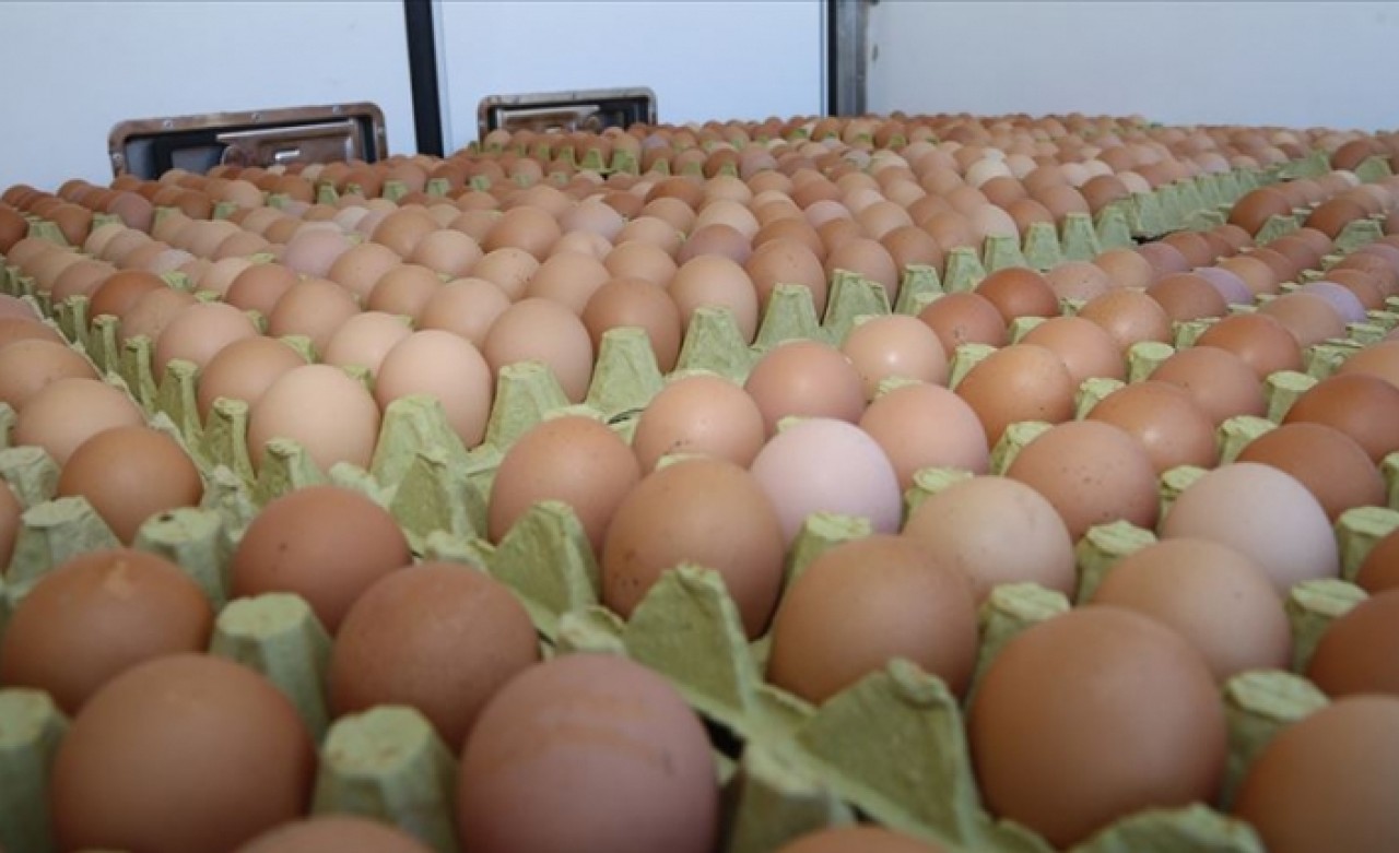 Ordu'da hedef yılda 16 milyon organik yumurta