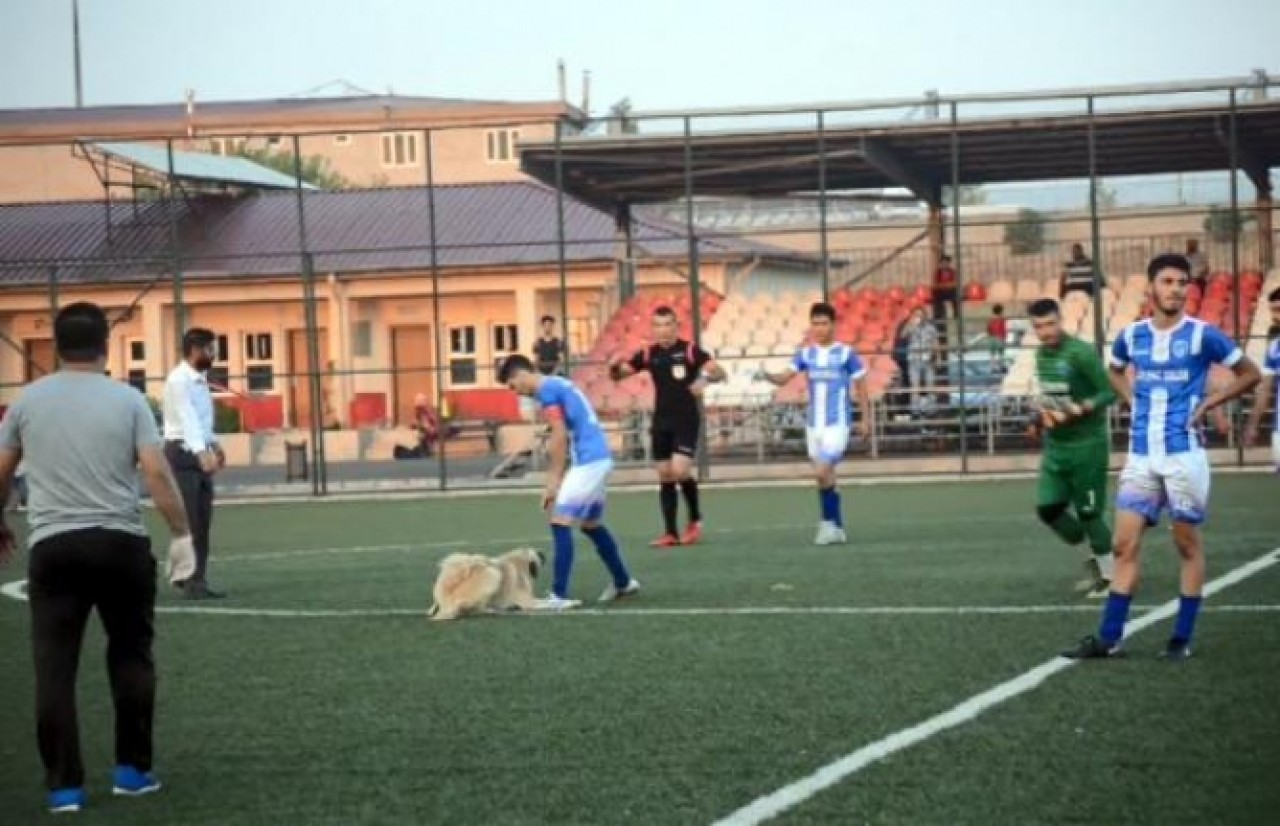 Oyun oynamak isteyen köpek sahaya girince maça ara verildi