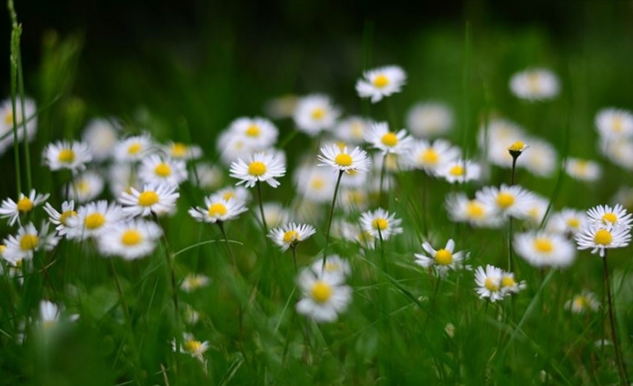 'Piyasadan aldıklarımız kekik,  papatya değil'