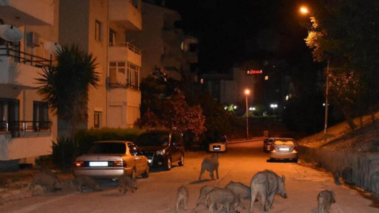 Şehir merkezine sürü halinde indiler