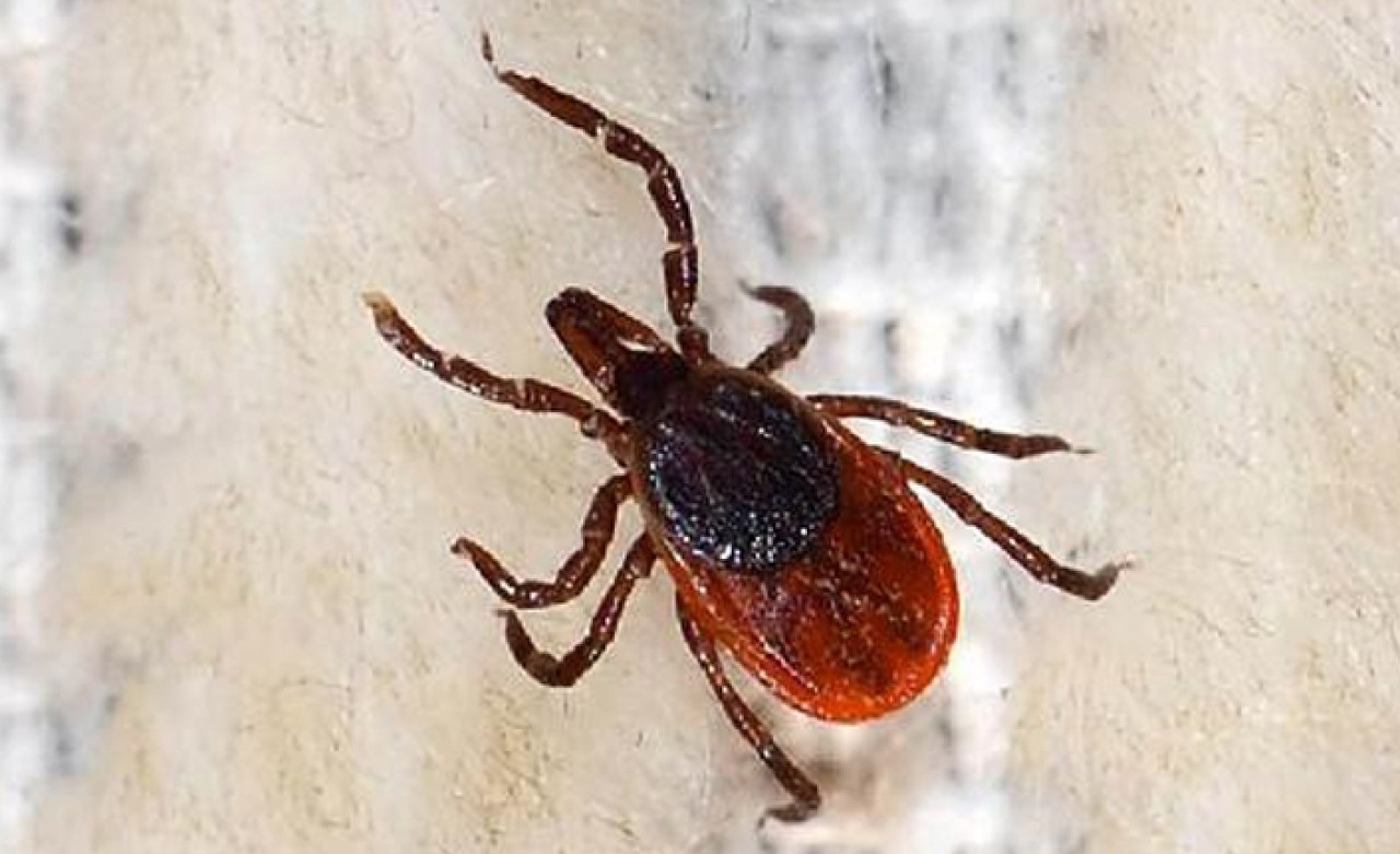 Sivas Sağlık Müdürlüğü'nden 'kene' açıklaması