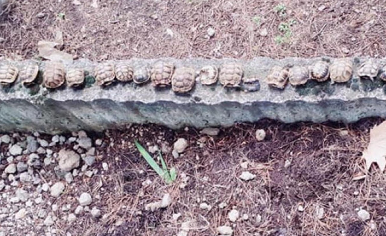 Şoke eden görüntü! Sosyal medyada paylaşılınca ortaya çıktı