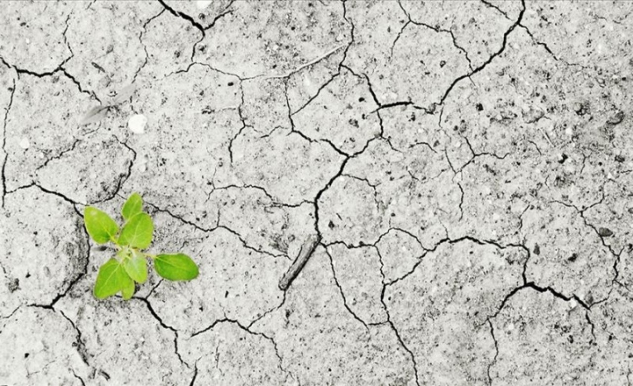 Son 250 senede 571 bitki türü yok oldu