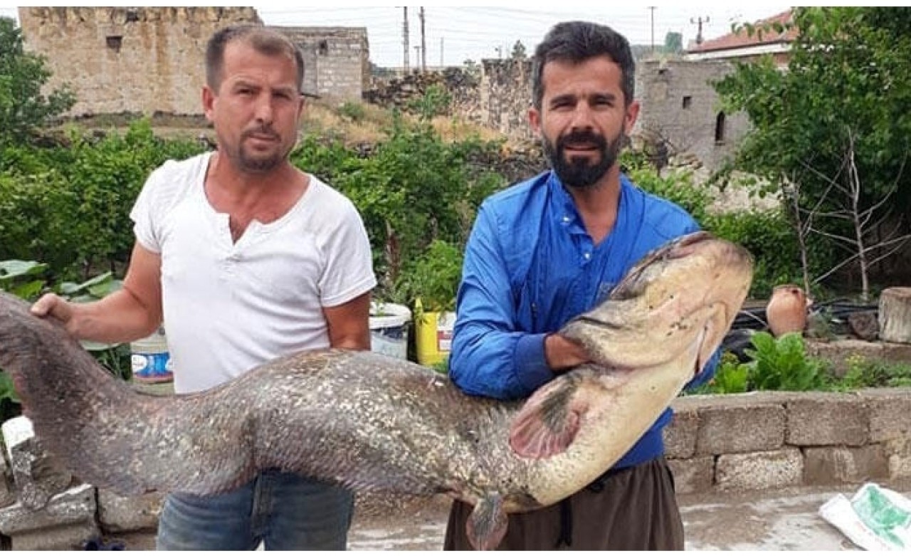 Tam 2 metre! Gören bir daha baktı…