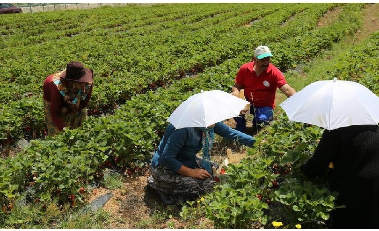 Tavsiye üzerine başladılar şimdi siparişlere yetişemiyorlar
