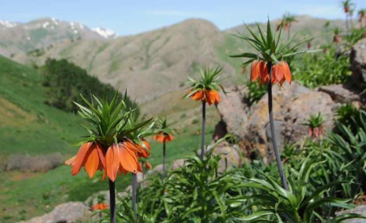 Ters laleler jandarma korumasında