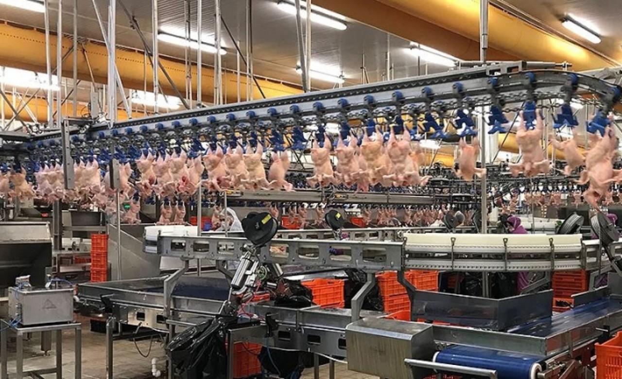 'Türkiye,  Çin'e 80 milyon dolarlık tavuk ayağı ihracatı yapıyor'