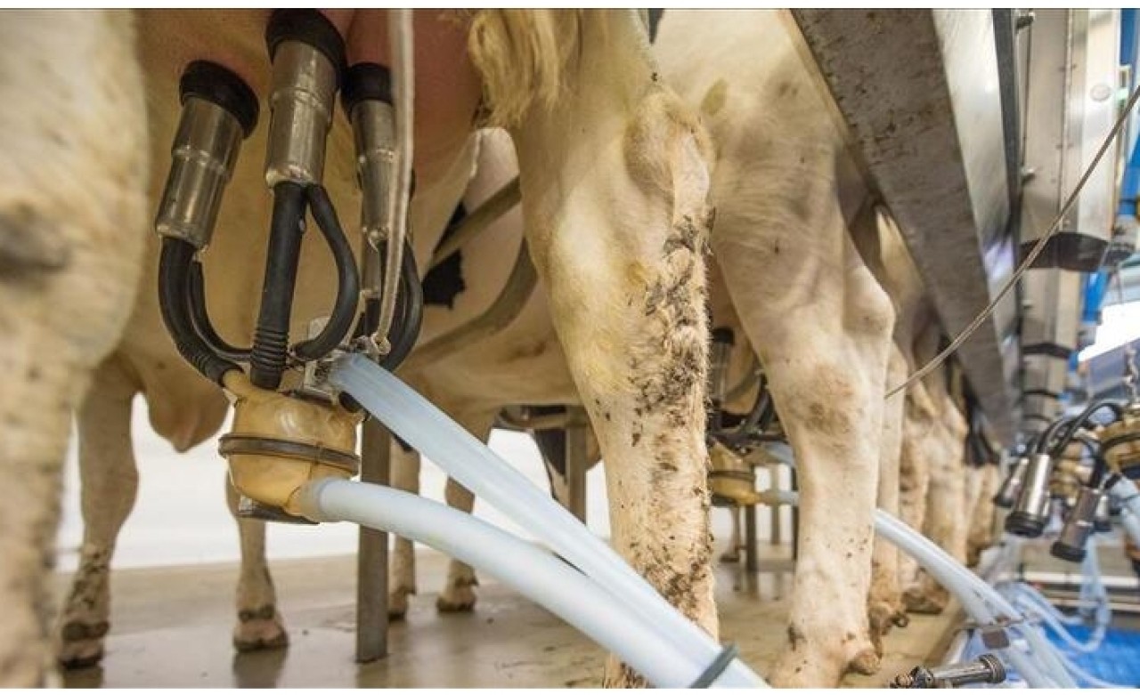 "Türkiye'de geçen yıl 22, 1 milyon ton çiğ süt üretildi"