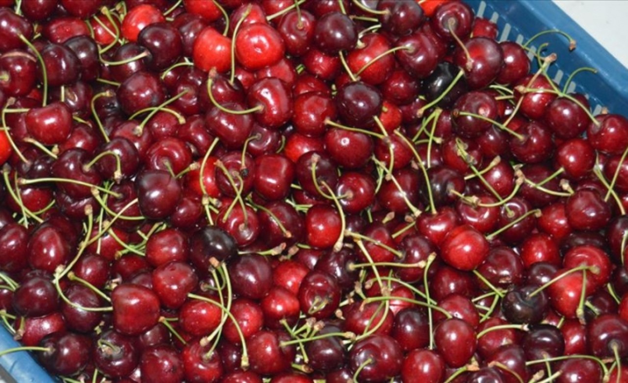 Türkiye'den Çin'e yılın ilk kirazı gönderildi
