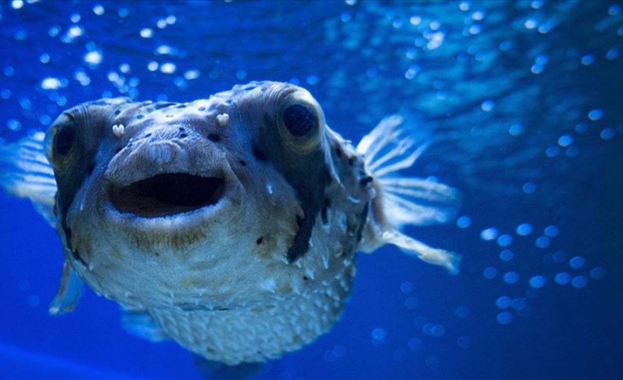 Türkiye'nin denizleri istilacı türlerden korunacak