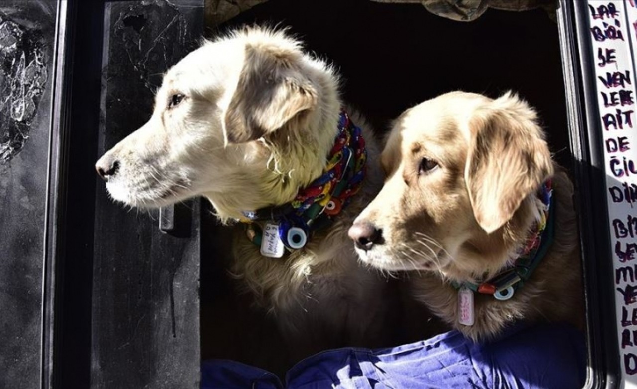 Veterinerlerden 'evcil hayvan besleyenler kayıt altına alınsın' talebi