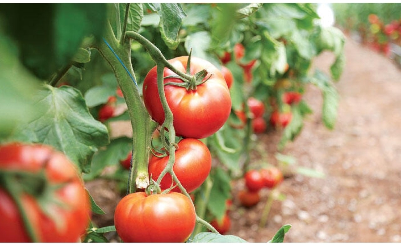 Yeni seralara 1.7 milyar lira