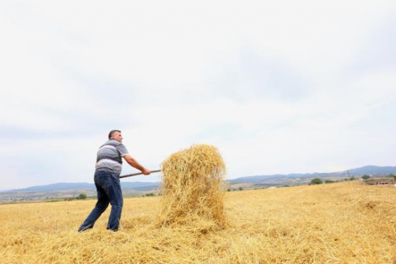Yenişehir Ovası'nda yağmur çiftçiyi olumsuz etkiledi