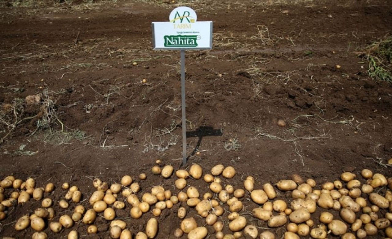 Yerli patates cinsi 'Nahita' görücüye çıktı