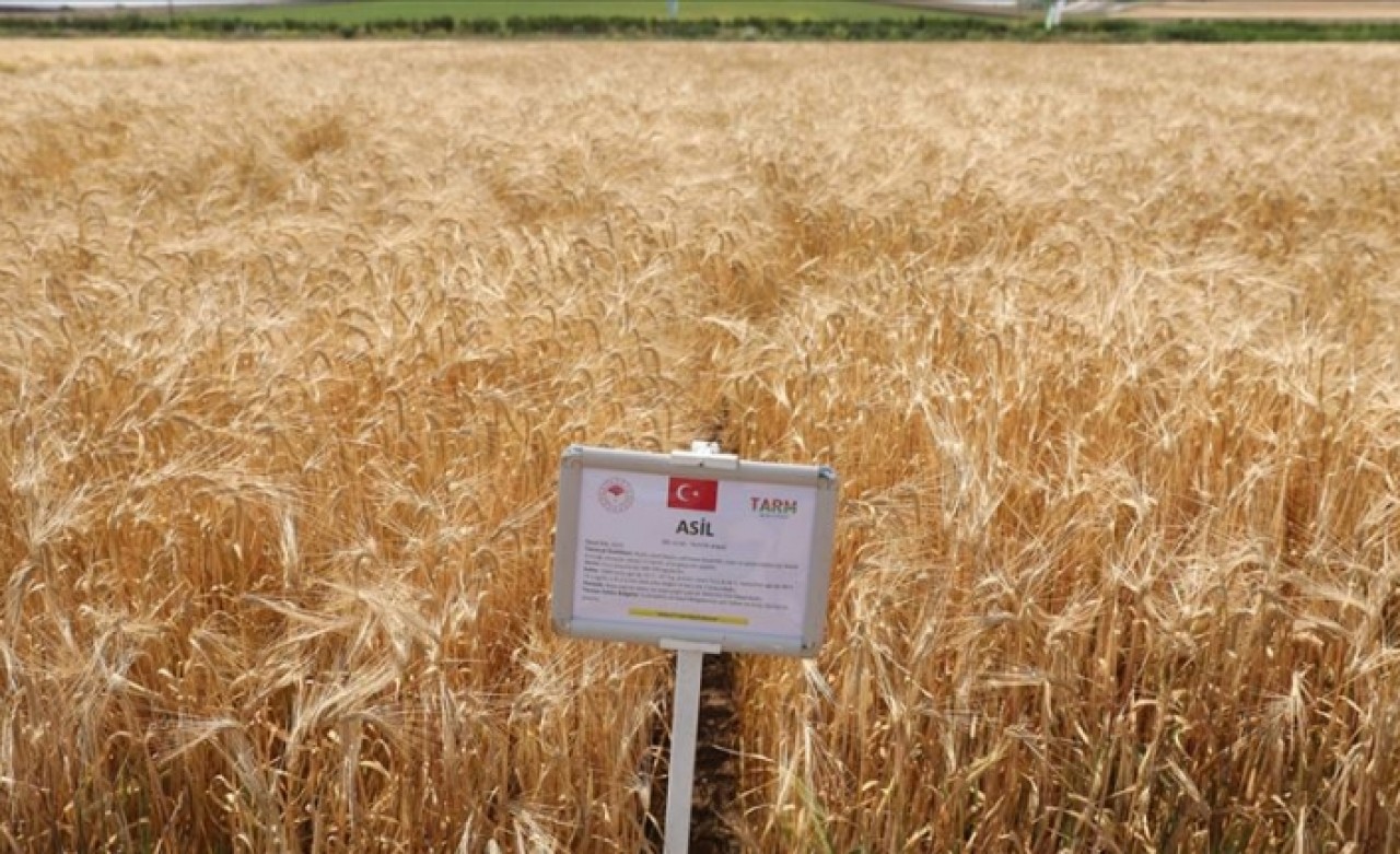 Yerli ve milli tohumlar tanıtıldı