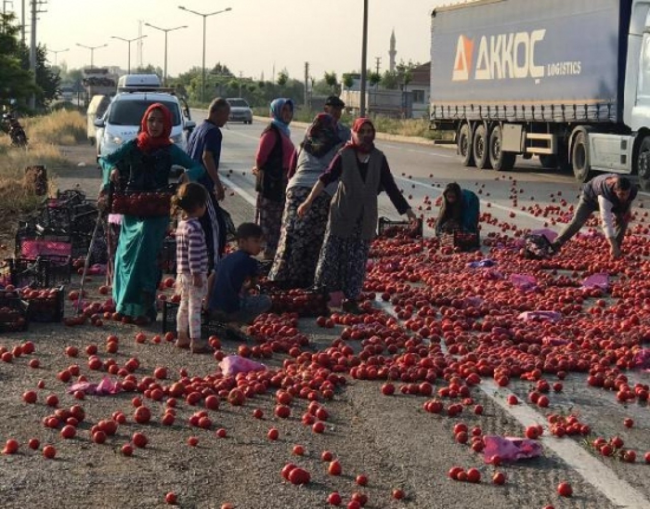 Yola saçılan domatesleri toplayıp,  evlerine götürdüler