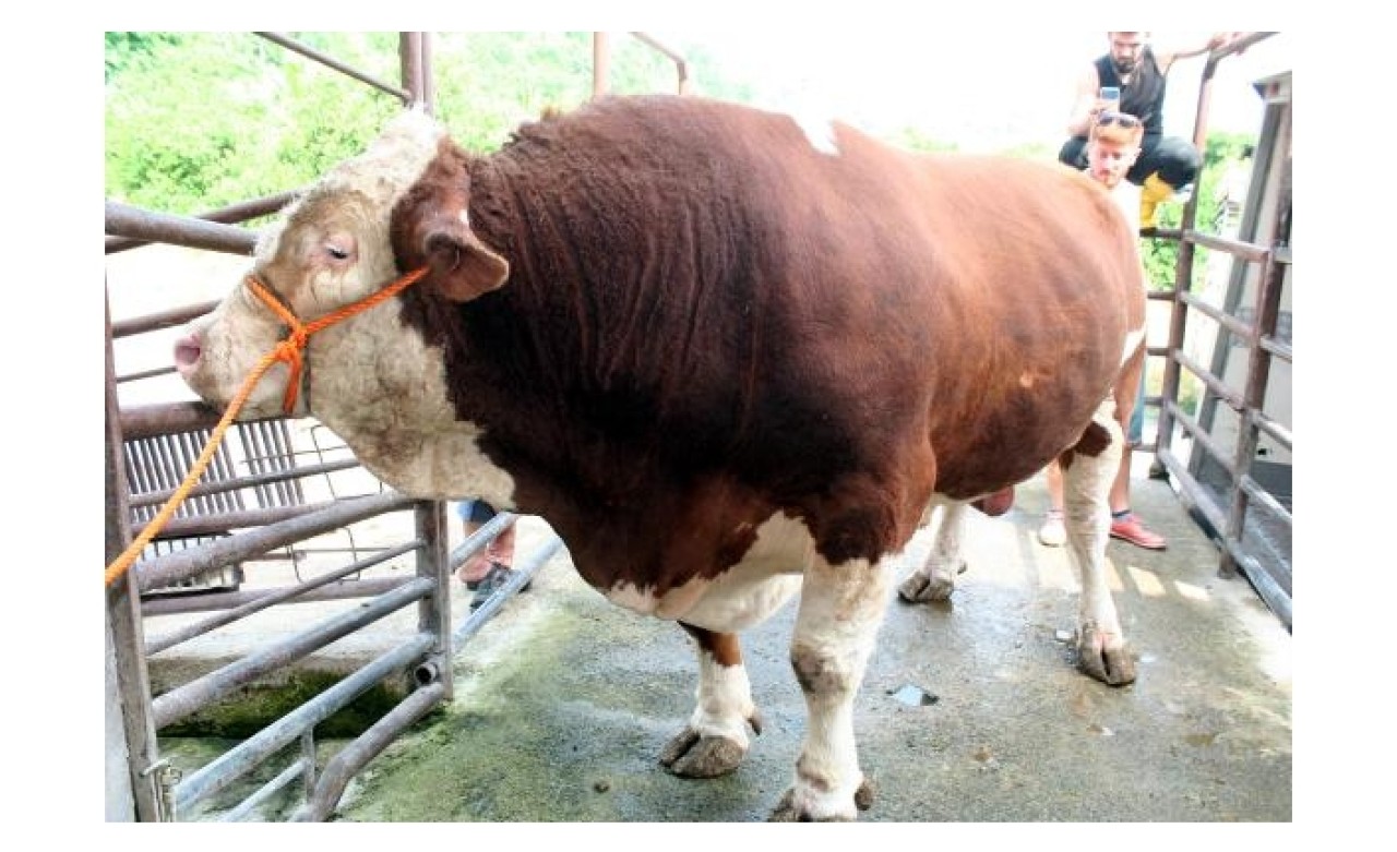 1, 7 ton ağırlığındaki 'Soro' kesildi