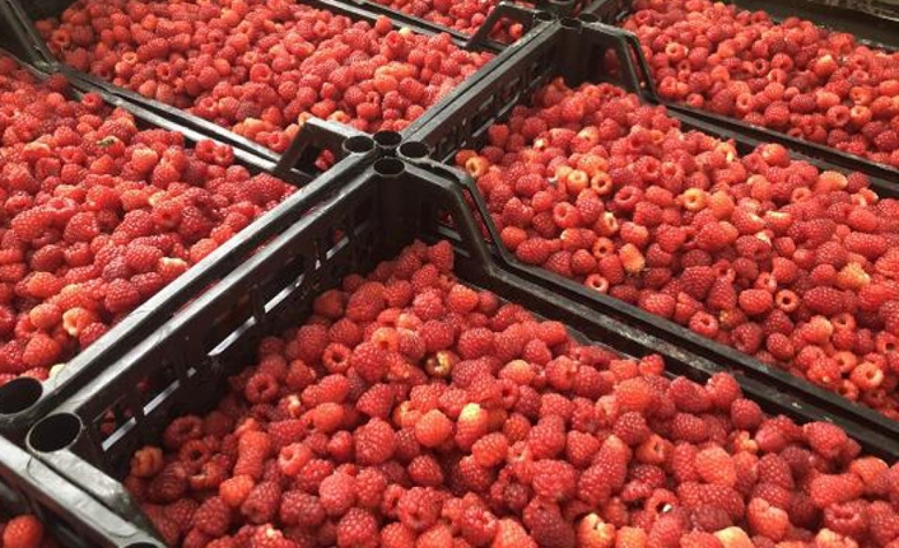 Ahududu hasadı üreticinin yüzünü güldürdü