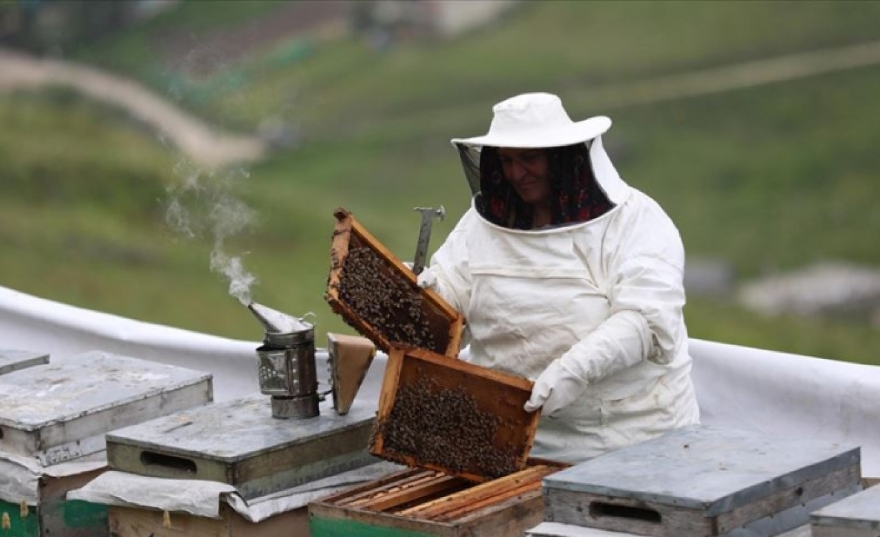 Anzer balının kilosu dudak uçuklatıyor!