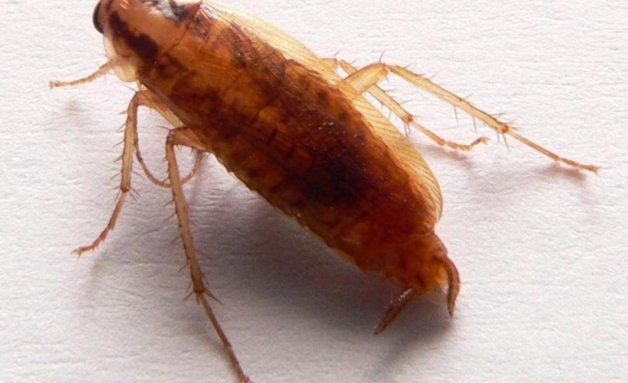 Bilim insanları: Hamam böceklerini öldürmek imkansızlaşıyor