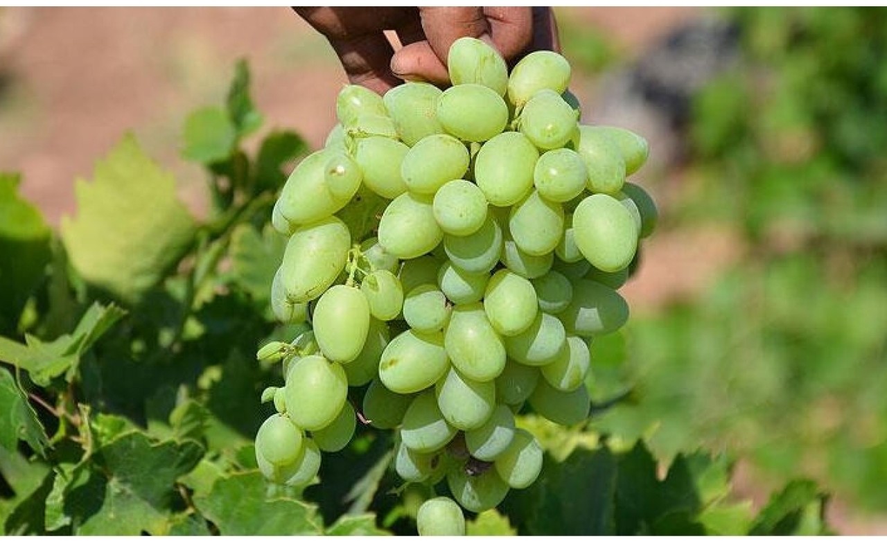 Bir avuç üzüm 63 bin lira!