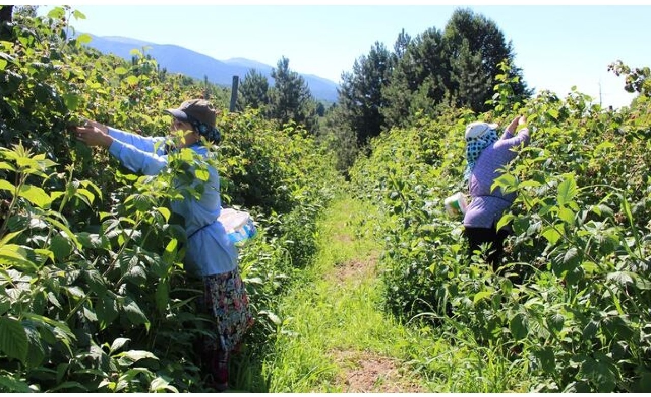 Bir dönümden 10 bin TL kazanıyorlar
