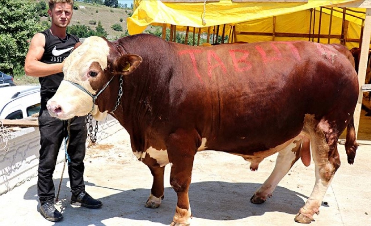 Bir tonluk 'Şampiyon' otomobil parasına satıldı