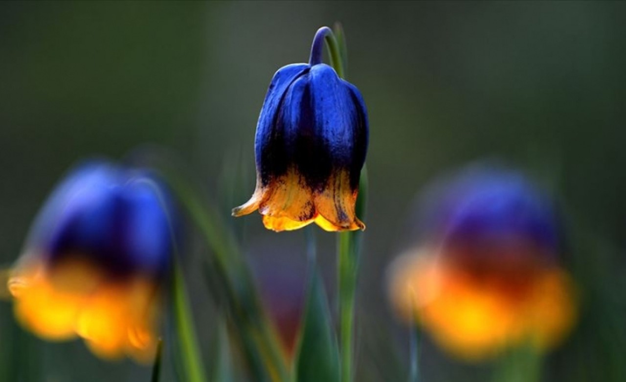 Bu bitkileri koparmanın cezası ağır!