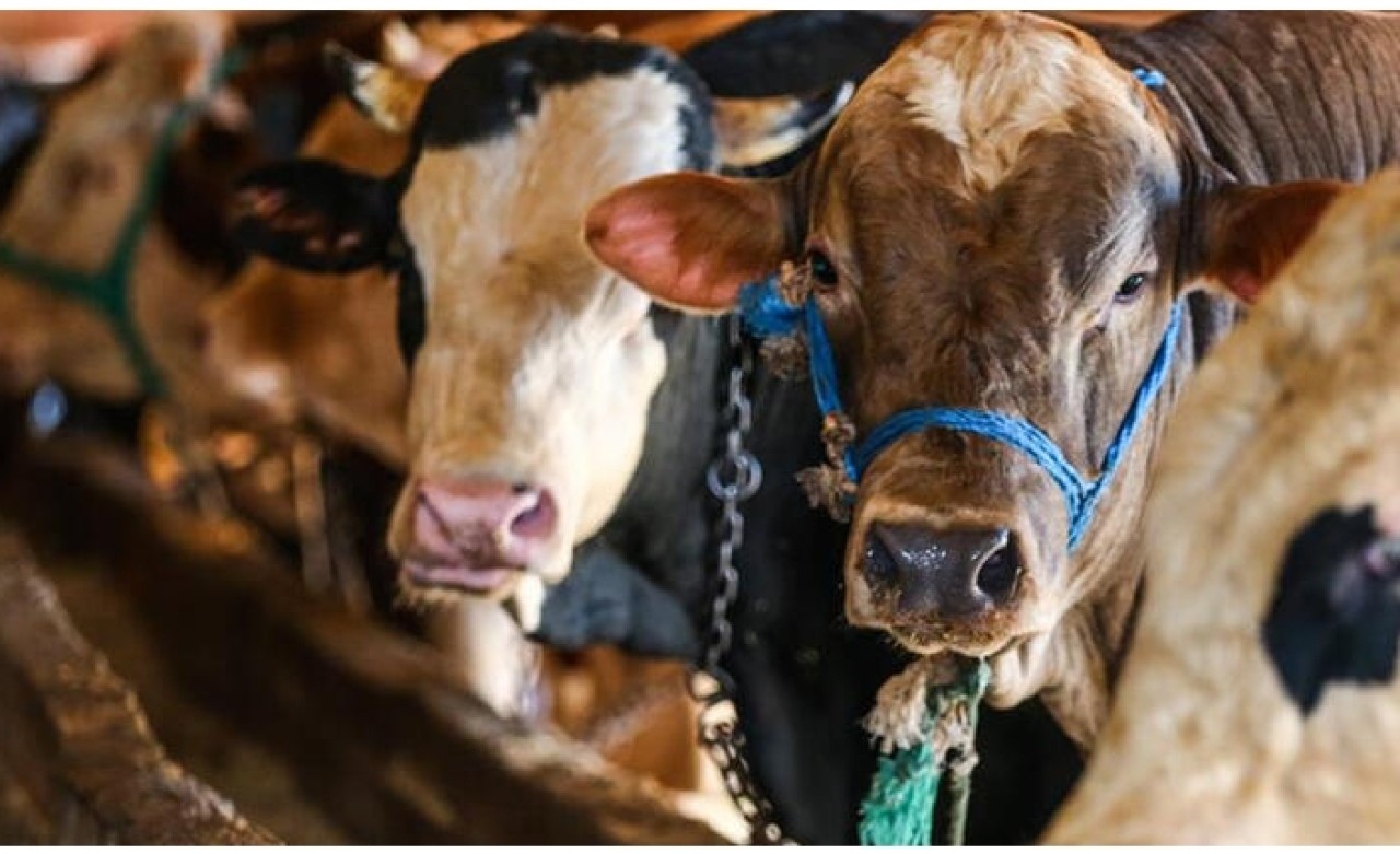 Büyükbaş kurbanlıkların kilogram fiyatı belli oldu