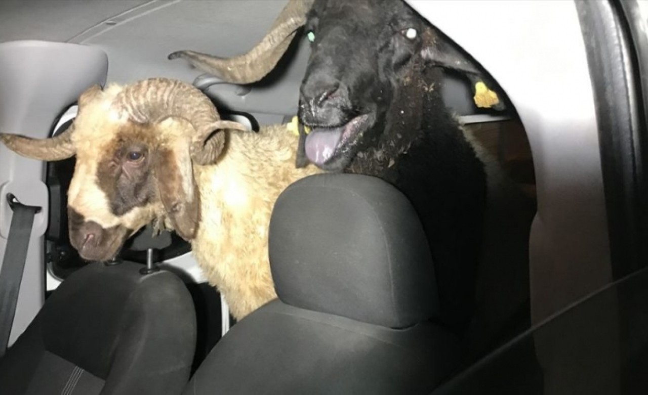 Çaldıkları koyunları bırakıp kaçtılar