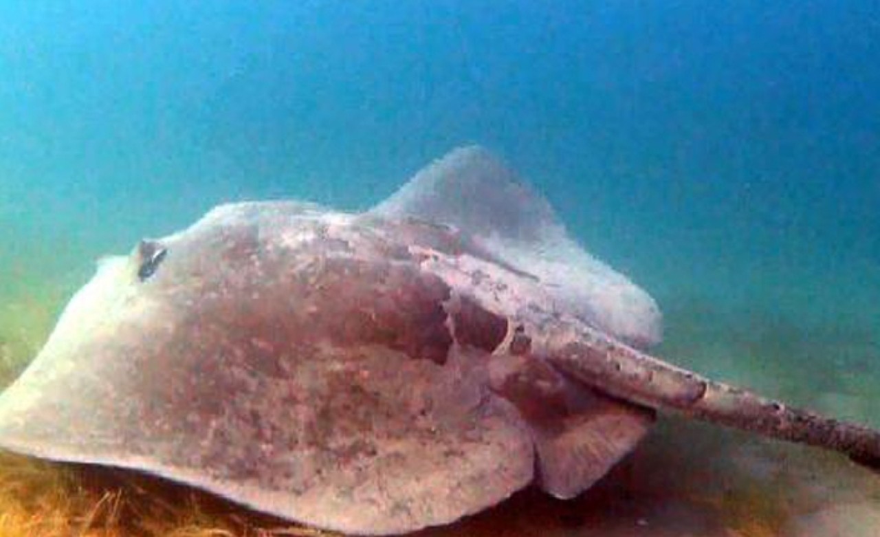 Çanakkale Boğazı’nda devasa vatoz görüntülendi
