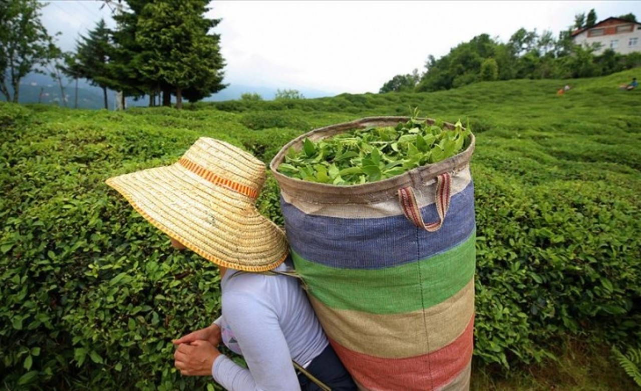 ÇAYKUR'da yaş çay bedeli ödemelerine başlandı