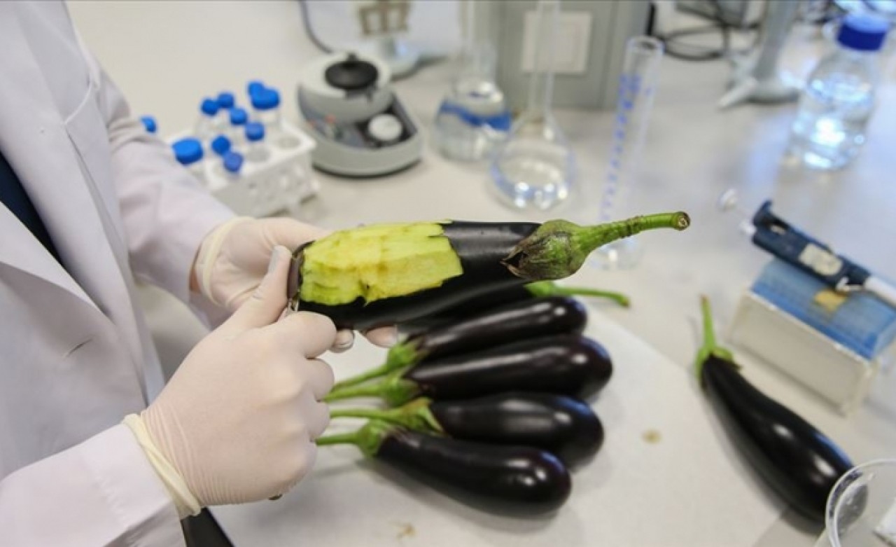 Deri hastalıklarına 'patlıcanlı' çözüm