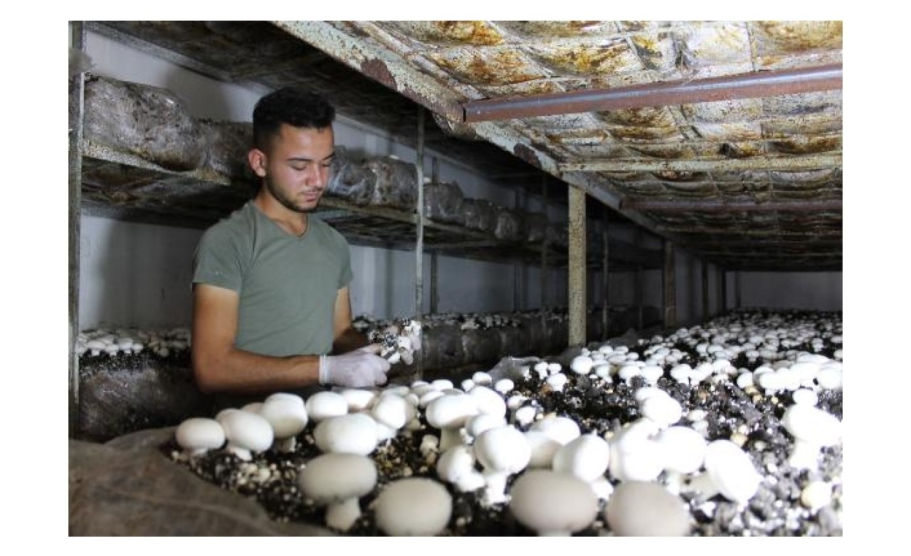 Devraldığı tesiste,  mantar üretimini 4 kat artırdı