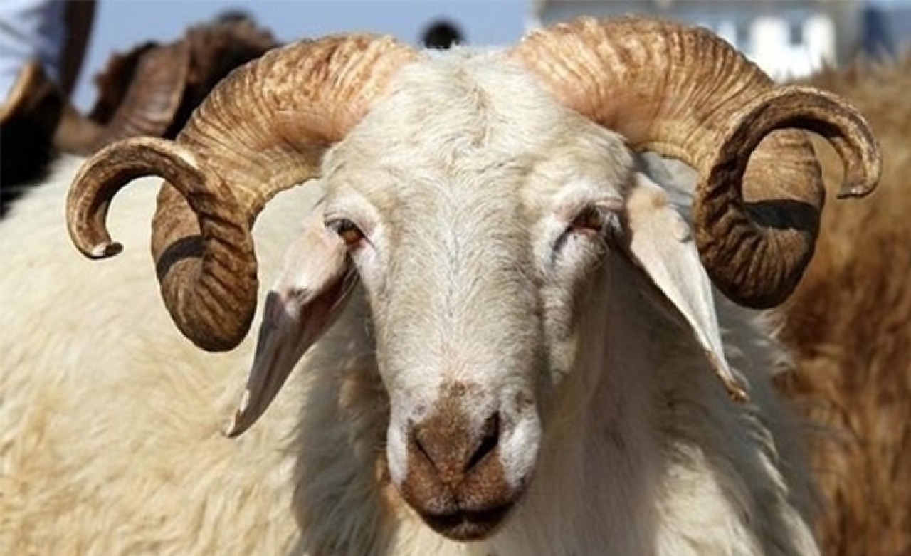 Diyanet,  vekalet yoluyla kurban kesim bedelini açıkladı