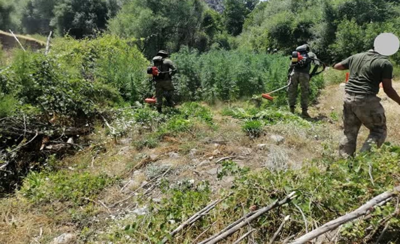 Diyarbakır'da 1 milyon 378 bin 700 kök Hint keneviri ele geçirildi