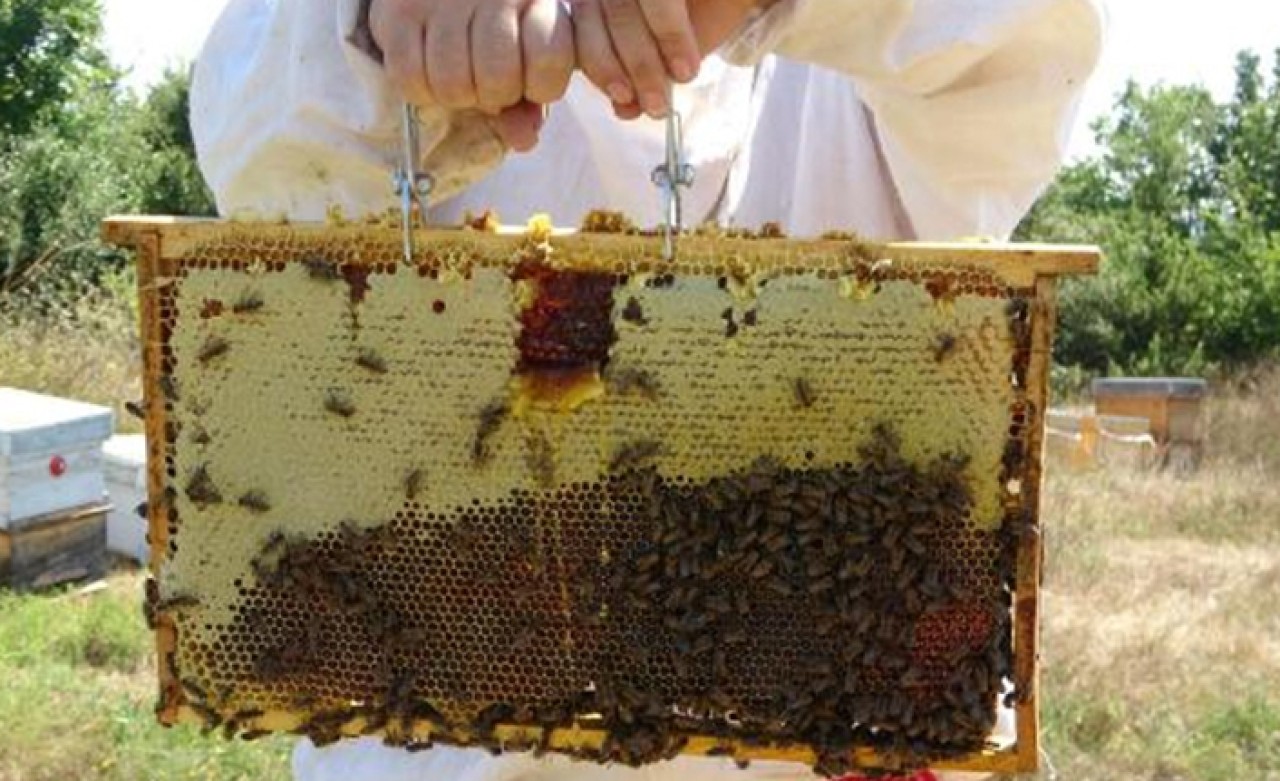 Edirne'de bal hasadı başladı 