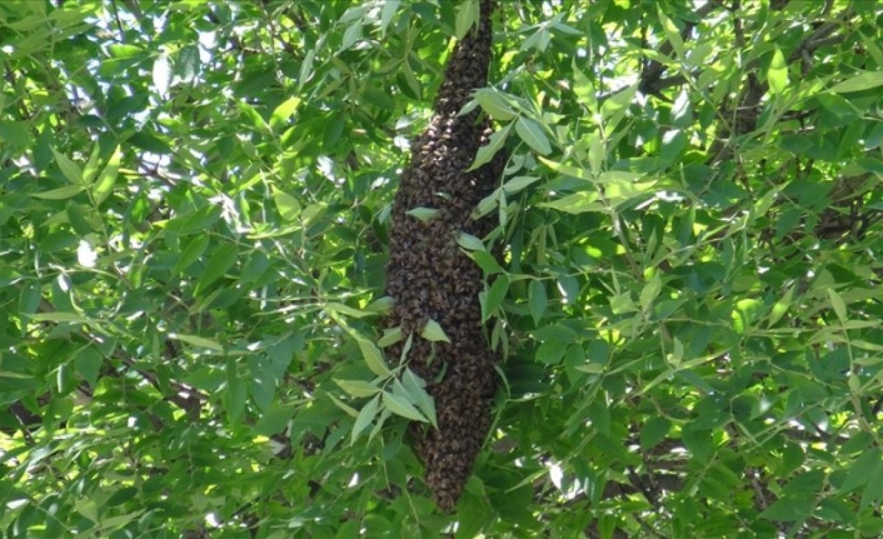 Firar eden arı kolonisi vatandaşları endişelendirdi