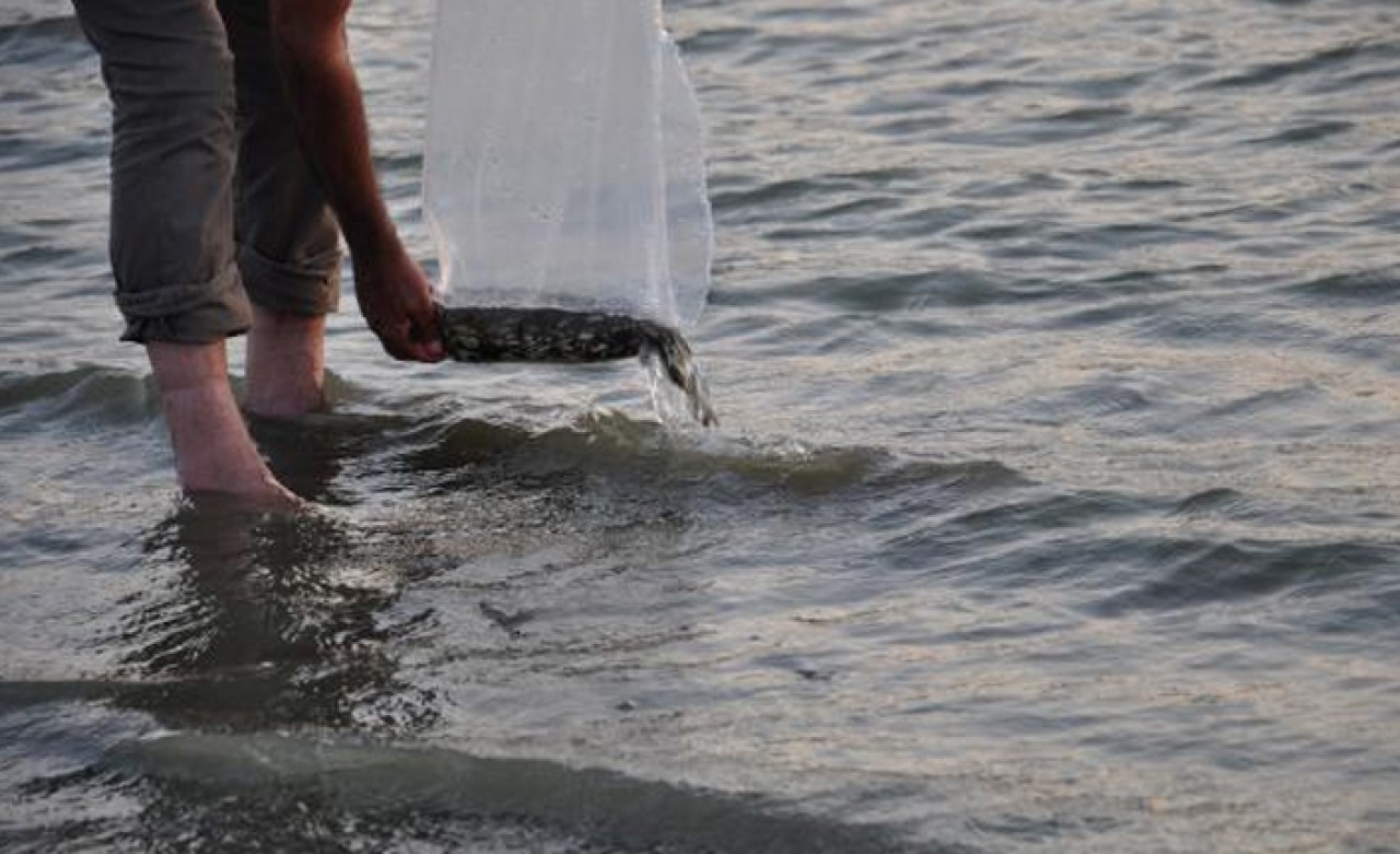 Gaziantep’te,  baraj ve göletlere 40 bin sazan yavrusu bırakıldı