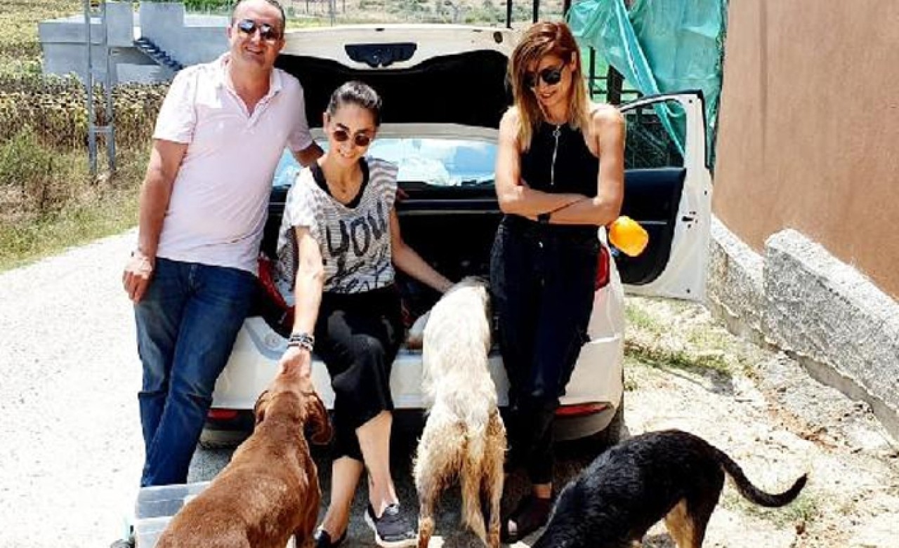 Gönüllü Pati Dostları,  mama desteği bekliyor