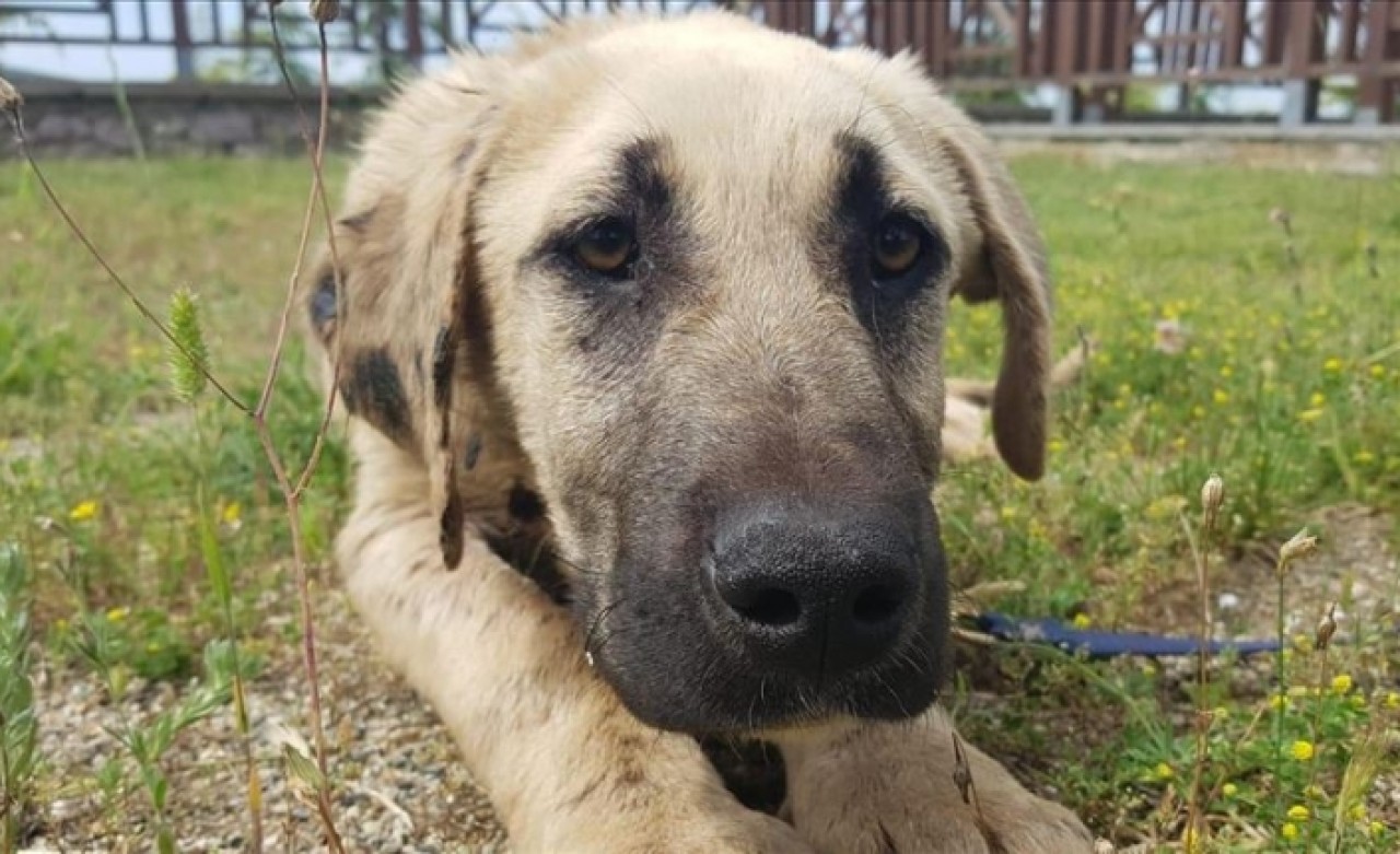 Hayvana şiddet uygulayana 'hapis cezası' önerisi