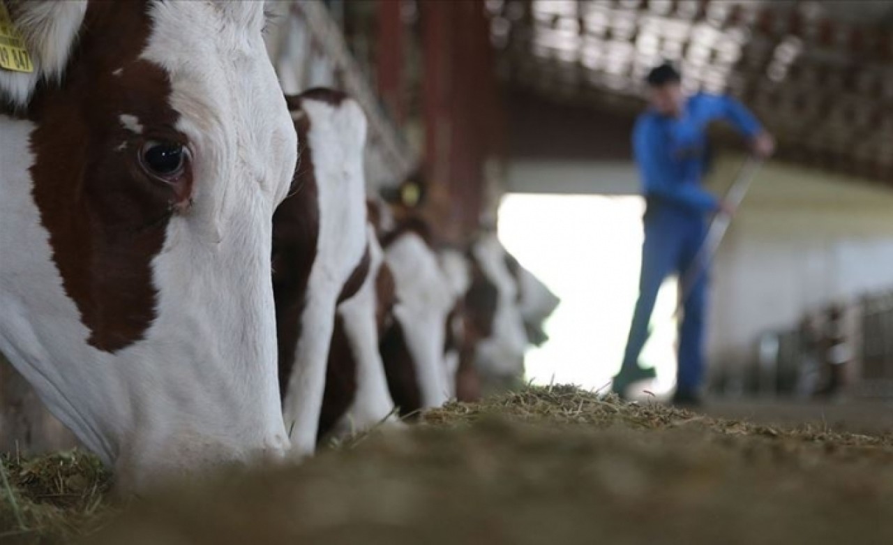 Hayvancılıkta verimli üretime yüksek destek